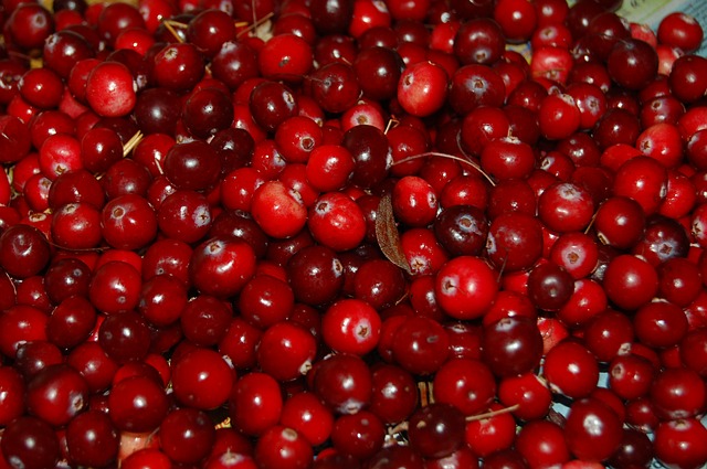 The use of cranberries in medicine – what is included in all these red berries.